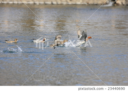  Wigeon 23440690
