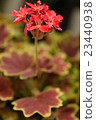Momiji birgerium 23440938