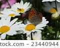 Lycaena phlaeas 23440944