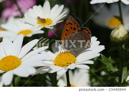 Lycaena phlaeas Lycaena phlaeas 23440944