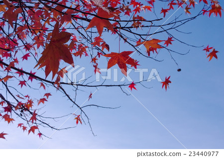 Autumn leaves and autumn leaves of Momigiba Fut 23440977