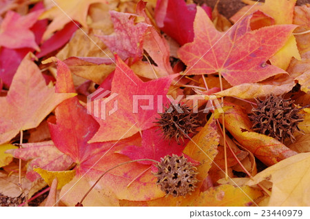 墮落的葉和Momigiba自助餐的果實 23440979