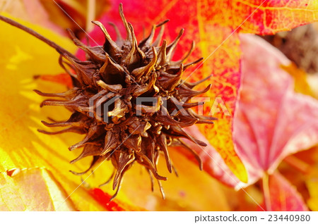 Momigiba水牛的果子 23440980