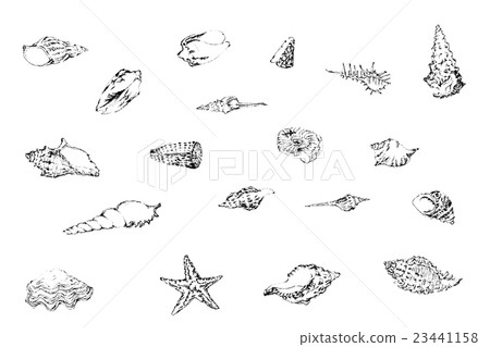 Seashell pen illustration Seashell pen illustration 23441158