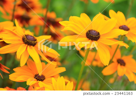 Rudobekia 23441163