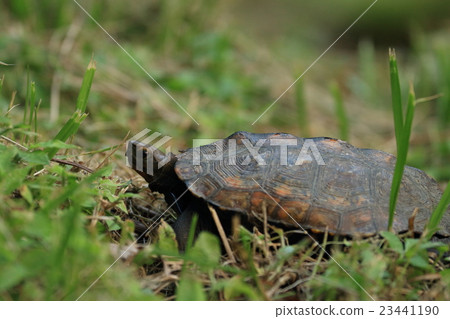 Japanese turtle Japanese turtle 23441190