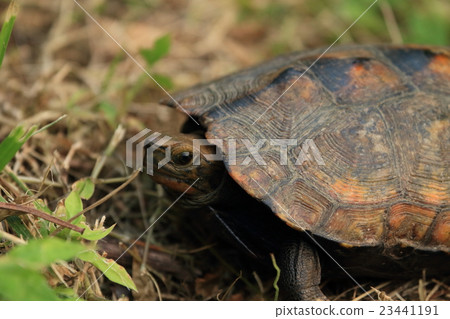 Japanese turtle Japanese turtle 23441191