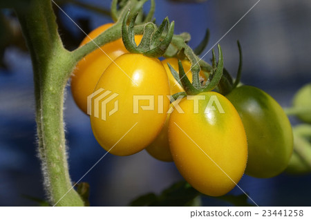 種植迷你番茄 種植迷你番茄 23441258