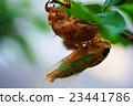 Cicadas 23441786