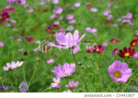 Takarazan宇宙花園 23441807