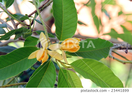 Magnolia champaca, fragrant flowers. Magnolia champaca, fragrant flowers. 23441899