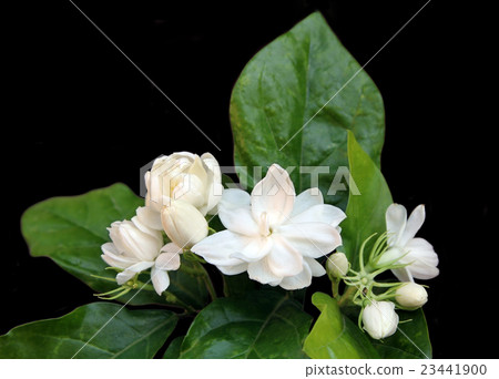 Fresh Jasmine flowers on black background. Fresh Jasmine flowers on black background. 23441900