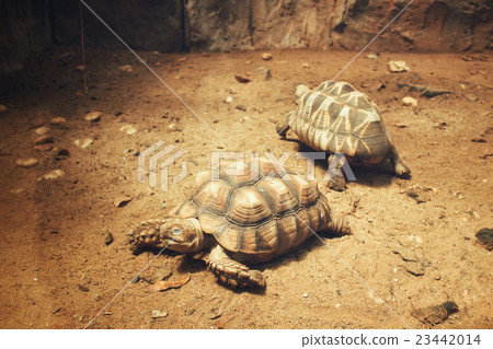 Turtle Turtle 23442014