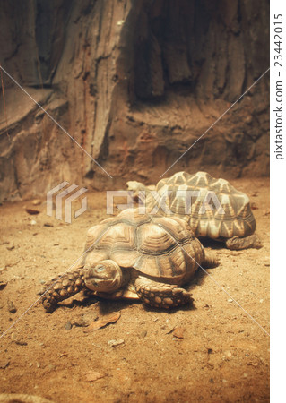 Turtle Turtle 23442015