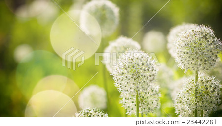 Beautiful White Allium circular globe shaped 23442281