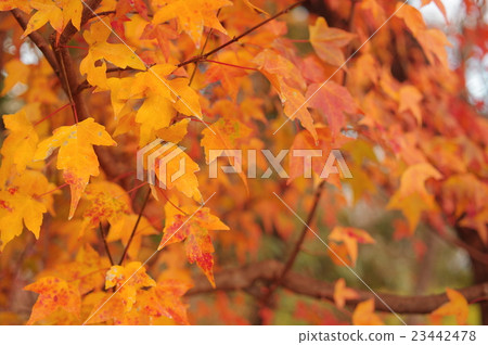 The yellow leaves of Toukaede 23442478