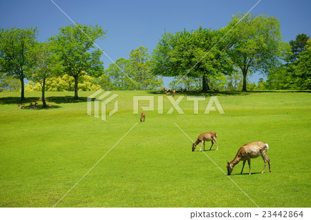 Lawn mower is useless thanks to Nara Park · Spring · Deer Lawn mower is useless thanks to Nara Park · Spring · Deer 23442864