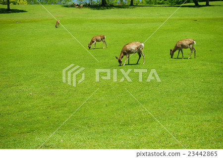 Deer's labor Deer's labor 23442865