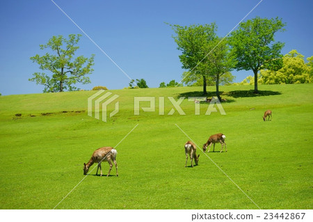 God's use · relaxing spring · Nara Park God's use · relaxing spring · Nara Park 23442867