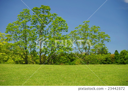 Plains and groves of the plateau 23442872