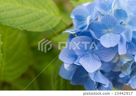 Hydrangea with a drop of rain remaining (closeup) _ 2 Hydrangea with a drop of rain remaining (closeup) _ 2 23442917