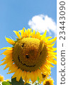 Sunflower smile Sunflower smile 23443090