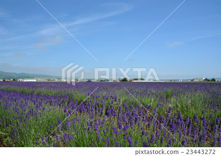 薰衣草田 23443272