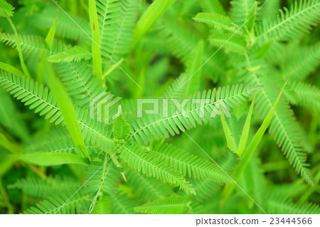 Close-up of fresh Kawaratetsu Mei Close-up of fresh Kawaratetsu Mei 23444566