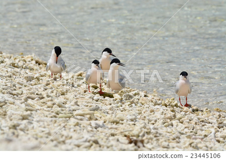 Flock of Veniasis 23445106