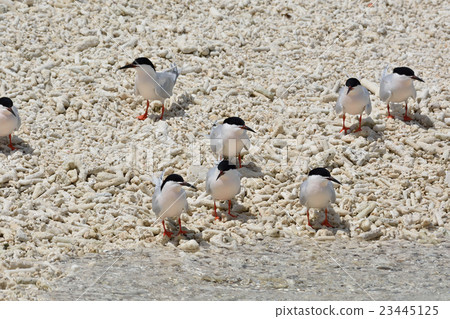 Flock of Veniasis 23445125