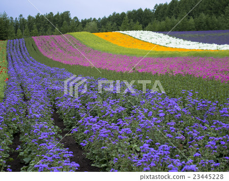 富良野花園在北海道初夏 富良野花園在北海道初夏 23445228