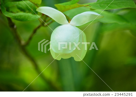 Ooyama brick 23445291