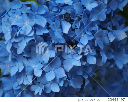 藍色繡球花 23445497