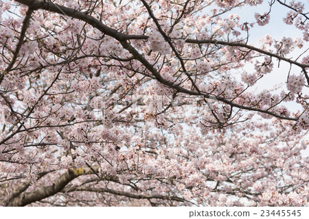 Cherry tree in full bloom Cherry tree in full bloom 23445545