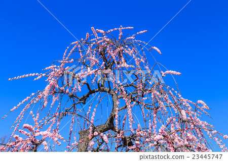 叼著梅花 23445747
