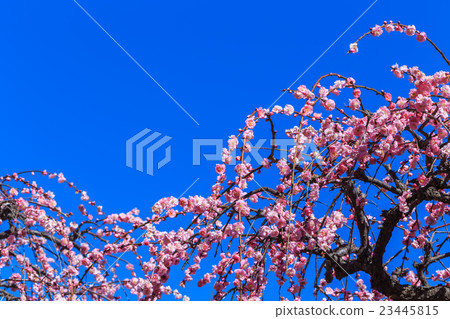 叼著梅花 23445815