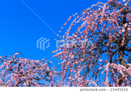 叼著梅花 23445816