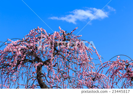 叼著梅花 叼著梅花 23445817