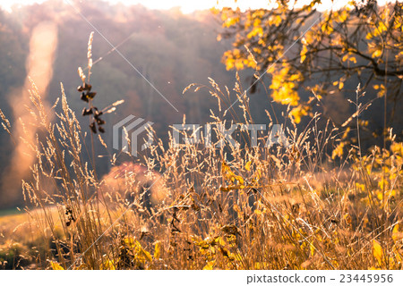 Autumn evening meadow Autumn evening meadow 23445956
