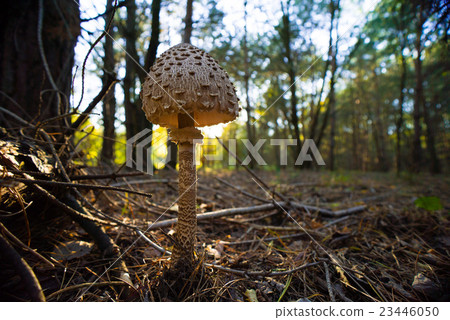 large parasol mushroom at forest 23446050