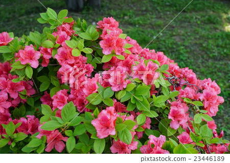 Ezo yamazaki with beautiful red flowers Stock Photo 23446189