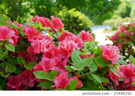 Ezo yamazaki與美麗的紅色花朵 Ezo yamazaki與美麗的紅色花朵 23446192