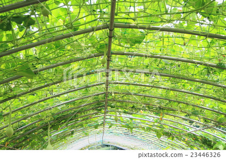 Green Tunnel Green Tunnel 23446326