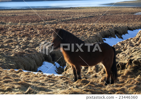 Brown icelandic pony on a meadow 23446360