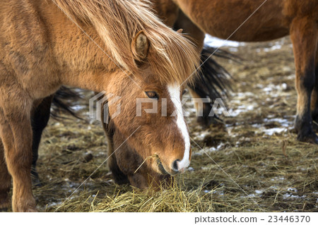 Icelandic horses in winter 23446370