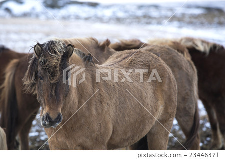 Herd of Icelandic horses in winter 23446371
