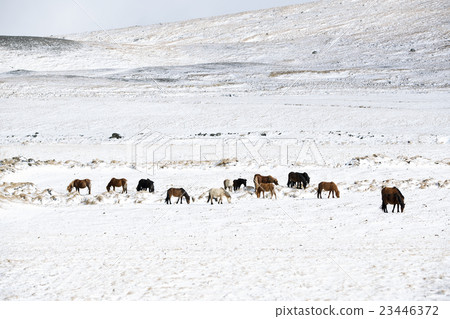 Herd of Icelandic horses in winter landscape 23446372