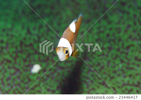 Touaka Anemonefish Touaka Anemonefish 23446417