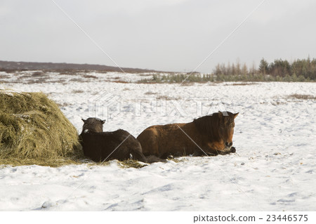 Hay feeding for Icelandic horses in winter 23446575