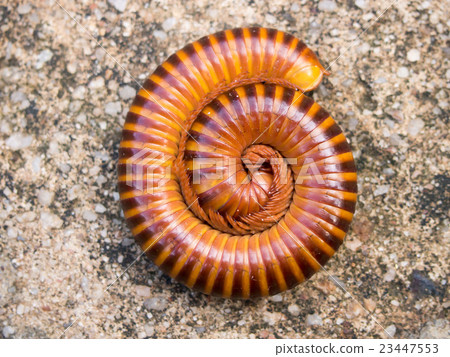 Red millipede curl itself on concrete background 23447553